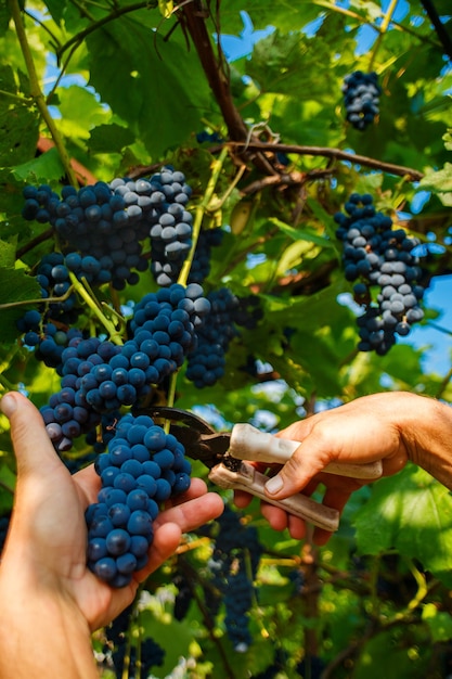 Vendimia en los viñedos. La mano de un hombre con una podadora corta un racimo de uvas negras de la vid.