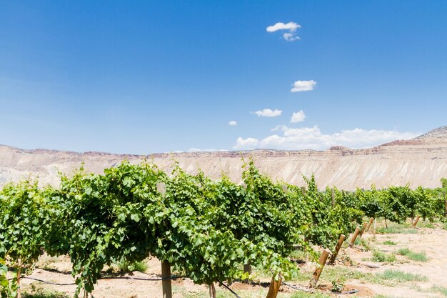 Veneard com vista para os buttes de Grand Junction.