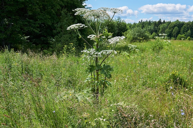 Venenosa hierba invasora Sosnovsky hogweed crece en el prado