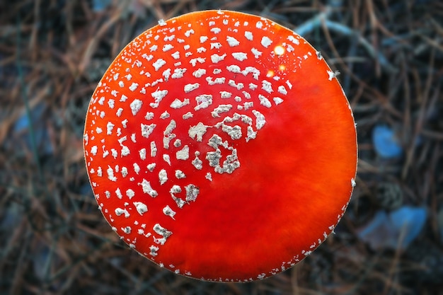 Foto venenoso, alucinógeno e tóxico cogumelo amanita na floresta de outono. mosca agaric vista superior