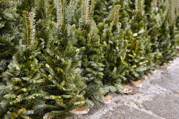 Venta de árboles de Navidad en el mercado de Navidad