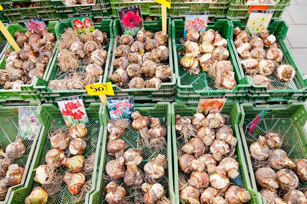 Venta de bulbos de tulipán en el mercado callejero de Estocolmo, Suecia.