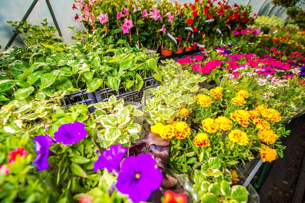 Venta de flores de temporada