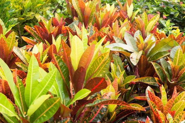 Venta de macetas de plantas tropicales en el mercado verde, Stock Photo