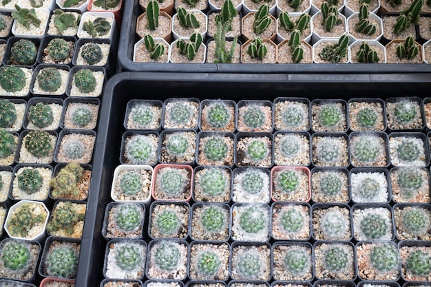 Venta de macetas de plantas tropicales en el mercado verde, Stock Photo