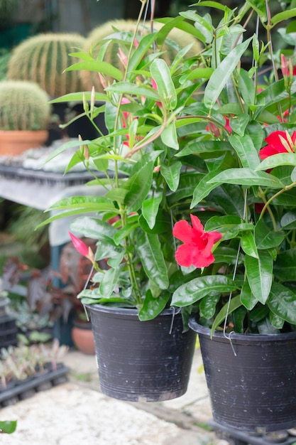 Venta de macetas de plantas tropicales en el mercado verde, Stock Photo