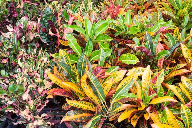 Foto venta de macetas de plantas tropicales en el mercado verde, stock photo