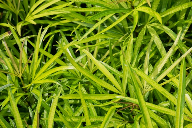 Venta de macetas de plantas tropicales en el mercado verde, Stock Photo