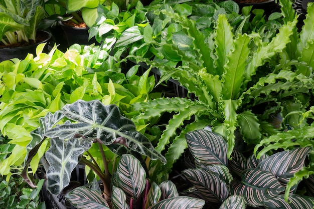 Venta de macetas de plantas tropicales en el mercado verde, Stock Photo