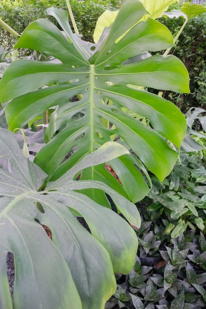 Venta de macetas de plantas tropicales en el mercado verde, Stock Photo