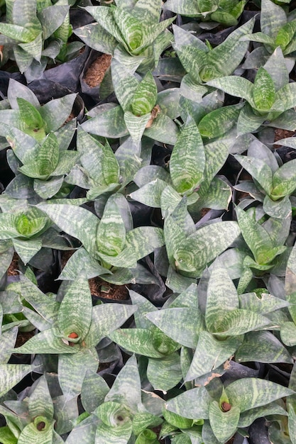 Venta de macetas de plantas tropicales en el mercado verde, Stock Photo