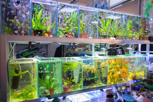 Venta de peces pequeños de acuario en pet-shop.