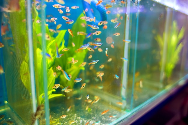 Venta de peces pequeños de acuario en pet-shop.