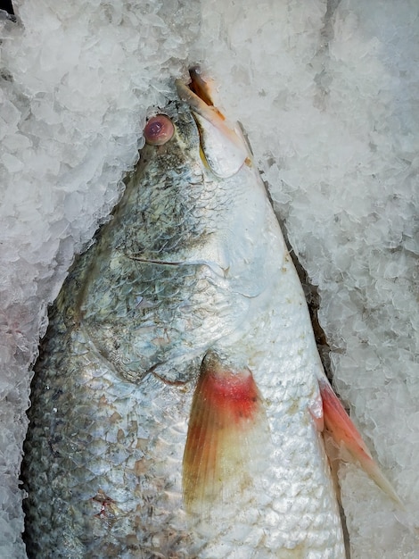 Venta de pescado fresco en hielo en el mercado de mariscos. Pescado crudo de mariscos.