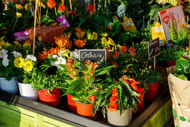 Foto venta de plantas para el jardín en el centro de jardinería
