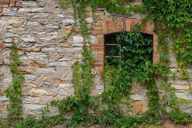 Ventana antigua un muro de piedra de un edificio cubierto de enredaderas