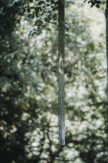 Ventana con árboles verdes sobre un fondo borroso en Irlanda