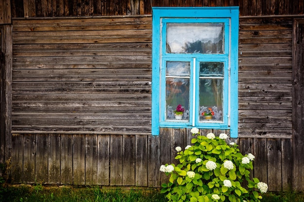 Ventana azul de una casa rústica de madera con un arbusto de hortensias