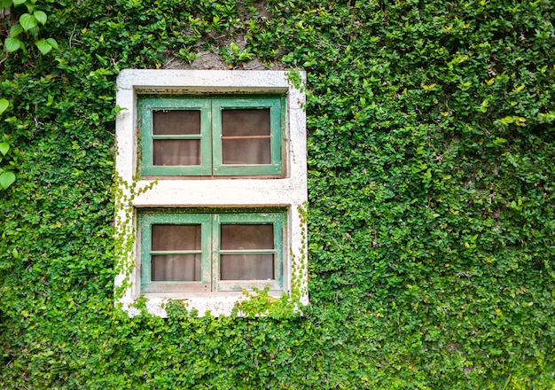 Ventana blanca cubierta con hiedra verde