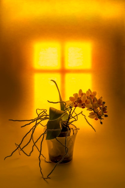 Una ventana brillante con pequeñas orquídeas sobre un fondo de luz amarilla brillante