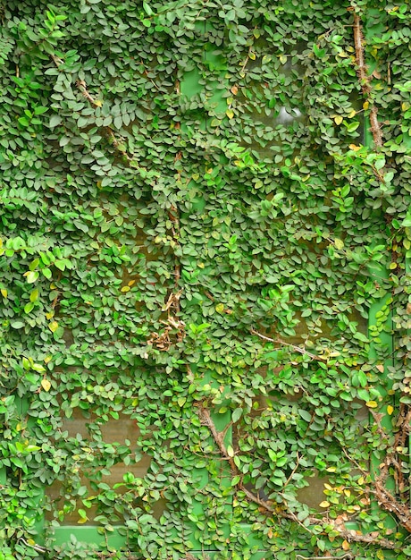 Ventana de una casa cubierta de hiedra