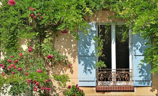 Ventana con contraventanas azules de la fachada de una casa cubierta con una rosa trepadora