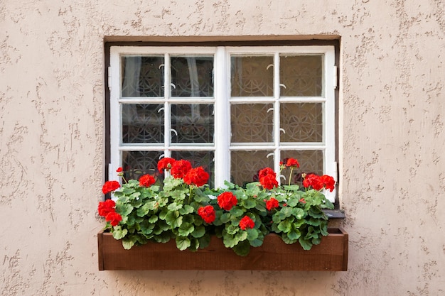 Ventana decorada con flores de geranio