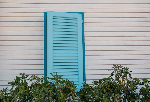 ventana de edificio gris con persianas azules y arbustos tropicales de una planta verde.