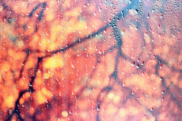 ventana de lluvia ramas del parque de otoño hojas amarillas / fondo abstracto de otoño, paisaje en una ventana lluviosa, clima lluvia de octubre