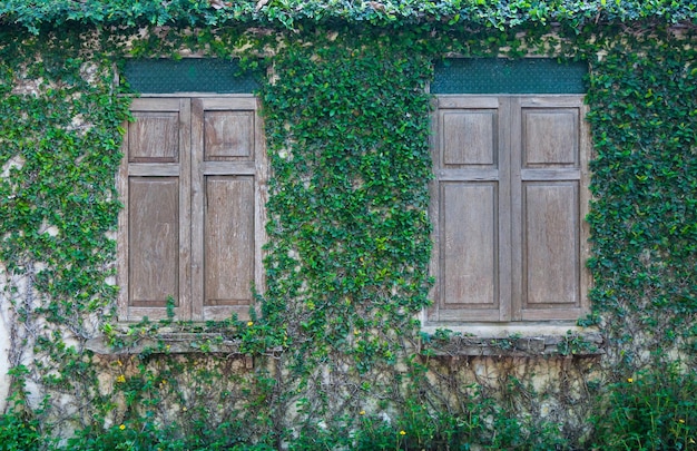 Ventana de madera cerrada y una pared cubierta con hiedra, ventana de madera y planta enredadera verde en la pared