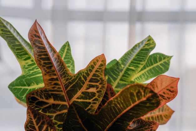 Ventana de primer plano de planta de interior de codiaeum verde con cortinas de tulle claro