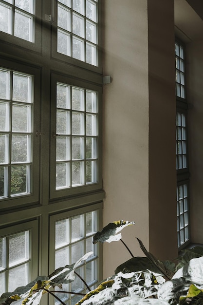Foto ventana con reflejos de sombra de luz solar cálida silueta interior de casa bohemia estética con hojas de plantas tropicales