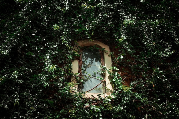 Ventana vieja en la pared vieja