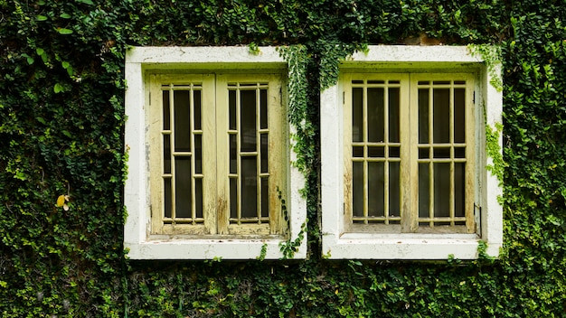 Foto ventana de whitw con pared de planta de coatbutton entre naturaleza verde