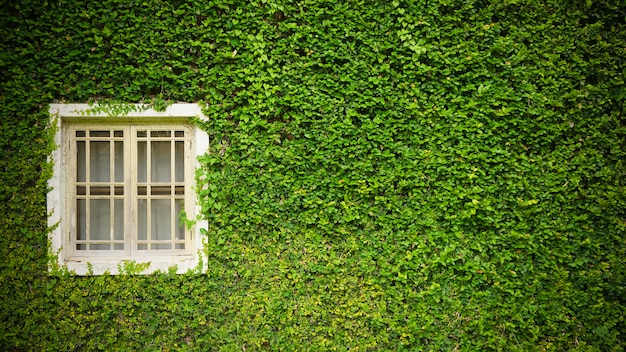 Ventana de Whitw con pared de planta de Coatbutton entre naturaleza verde