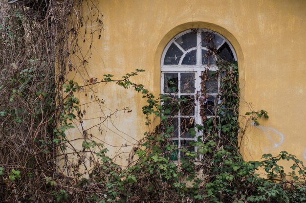 Ventanas cubiertas de maleza