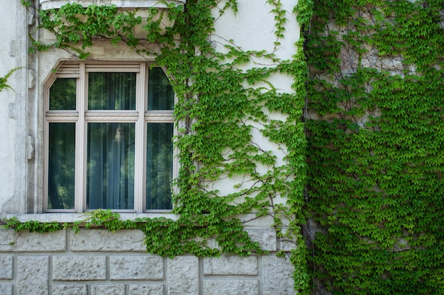 Ventanas de un edificio cubierto con hojas de hiedra verde contraste natural