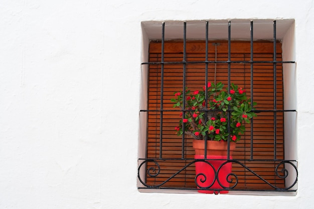 ventanas con flores