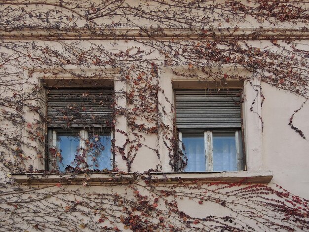 Ventanas rodeadas de hiedra seca de otoño en la pared