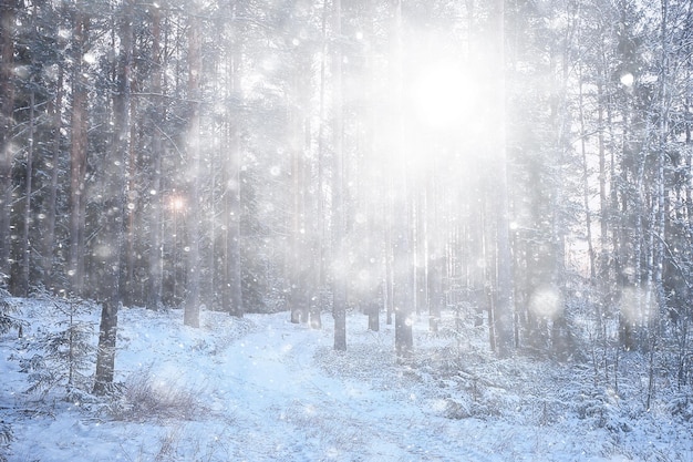 ventisca en el fondo del bosque, copos de nieve de fondo borroso abstracto cayendo en el bosque de invierno en el paisaje