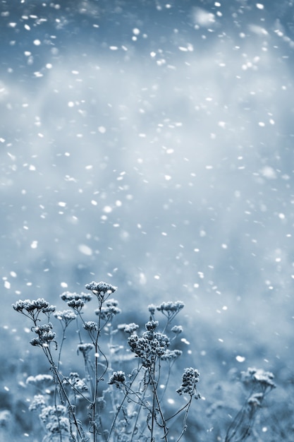 Ventisca de invierno. Plantas secas cubiertas de nieve sobre un fondo borroso durante una nevada