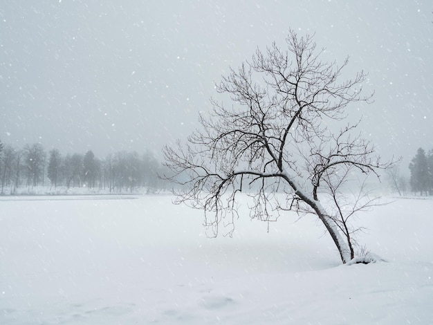 Ventisca en el parque de invierno. Árbol bajo la cubierta de nieve. Árbol torcido en invierno. Paisaje de invierno minimalista. Copie el espacio.