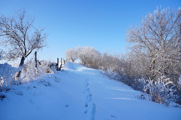 Ventisqueros en el campoAmbiente húmedo de invierno helado