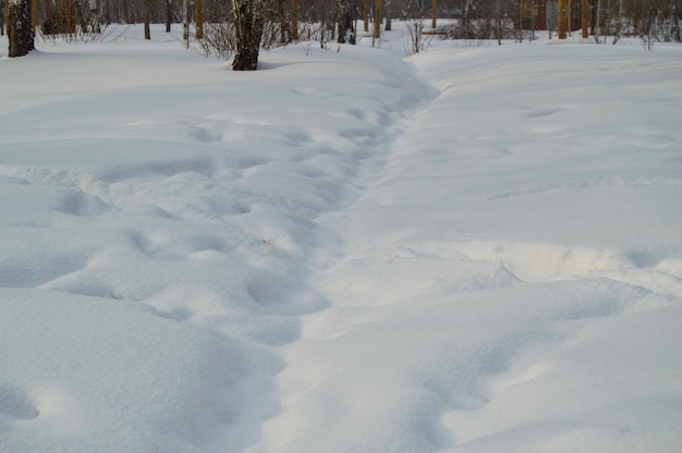 Ventisqueros y pistas de nieve en el parque forestal de invierno