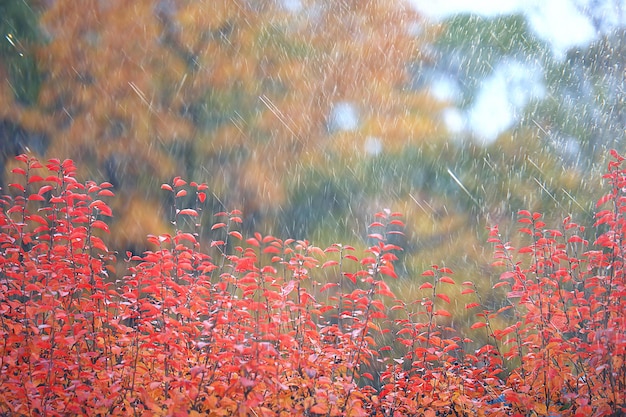 vento de chuva de mau tempo, fundo de conceito de outono