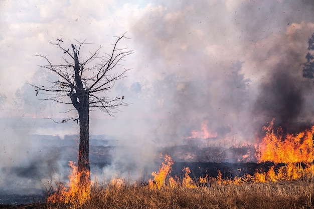 Vento soprando em uma árvore flamejante durante um incêndio florestal.