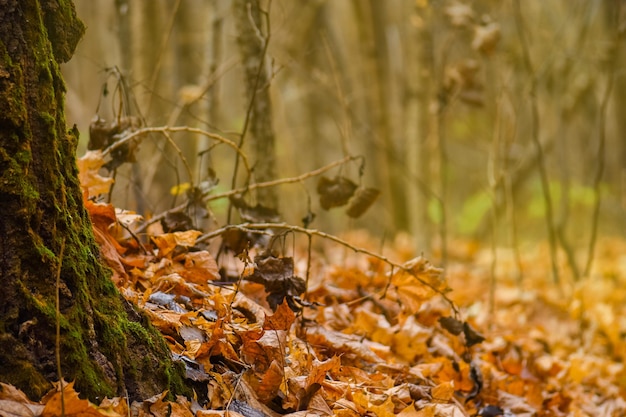 Vento soprando folhas amarelas nas madeiras brilhantes do outono Fundo com folhas vívidas voando caindo na floresta