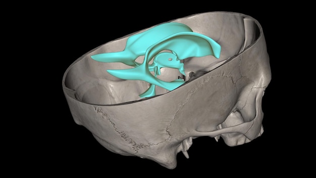 Foto los ventrículos del cerebro son una red de comunicación de cavidades llenas de líquido cefalorraquídeo (lsc) y ubicadas dentro del parénquima cerebral.