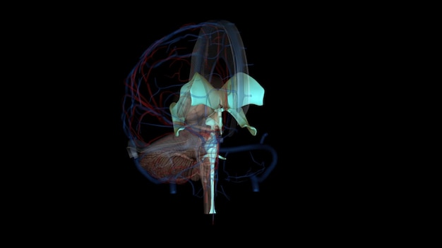 Los ventrículos son estructuras que producen líquido cefalorraquídeo y lo transportan alrededor de la cavidad craneal