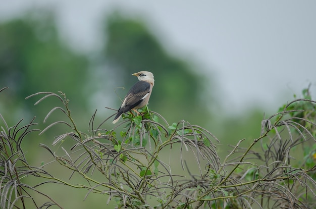 Venus-breasted pájaro Starling posarse en el árbol